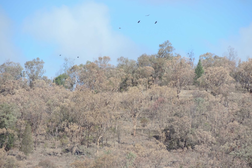 A hillside covered in brown dead Eucalyptus trees with a few green Callitris pine trees.