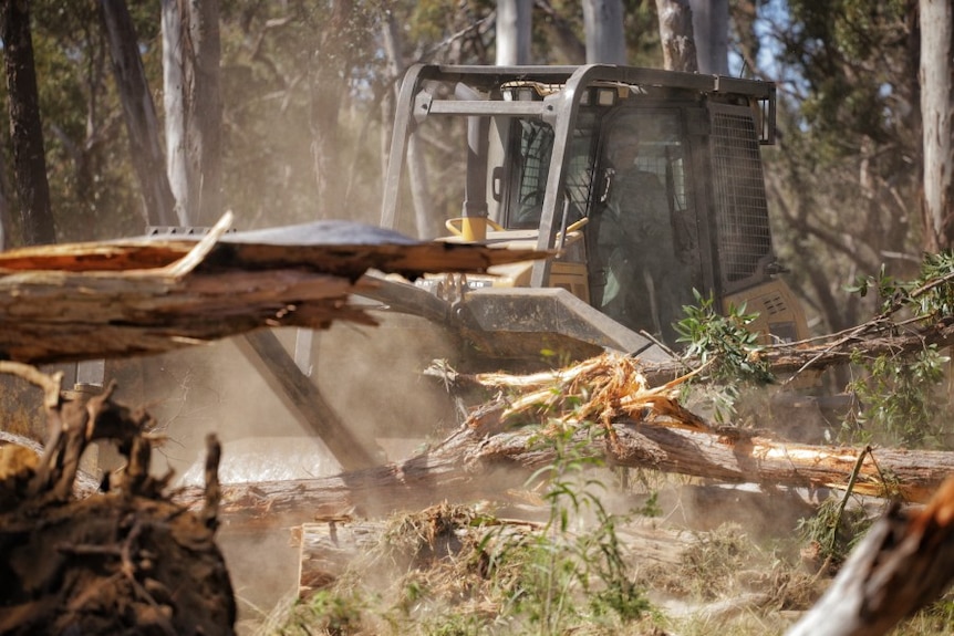 Trees lay in the foreground as a man in a small