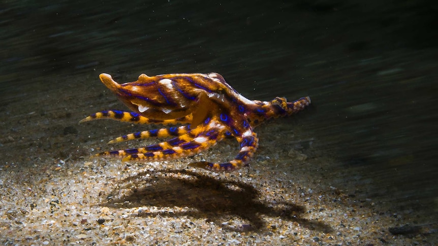 A blue ringed octopus swimming at night.