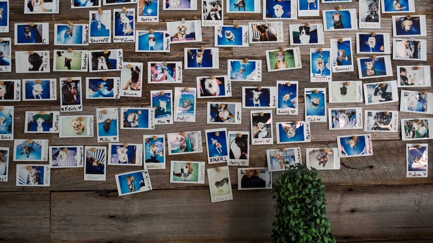 Polaroid photos of dogs, featuring their names written in black marker, are pinned to a wooden wall.