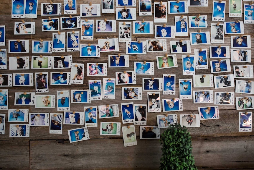 Polaroid photos of dogs, featuring their names written in black marker, are pinned to a wooden wall.