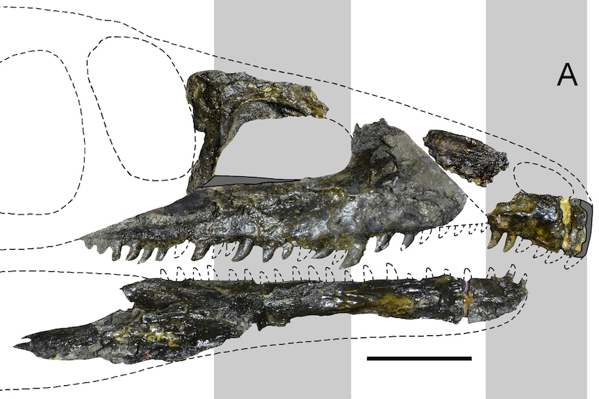 Fossil remains of reptile skull