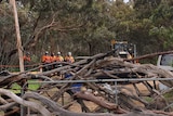 Felled trees in front of a gate, with people wearing high-vis workwear in the background.