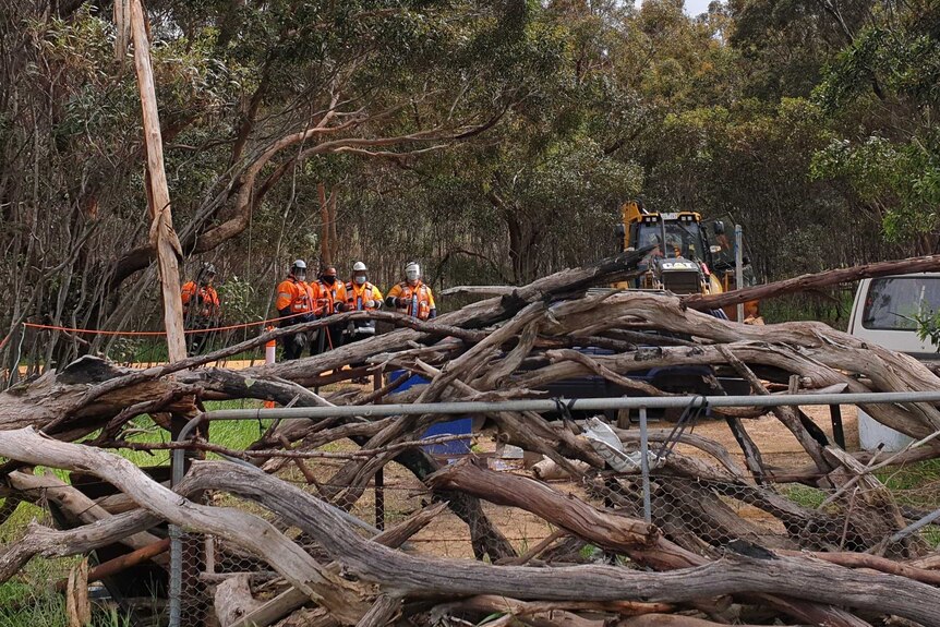 felled trees in front of a gate, with people wearing high-vis workwear in the background