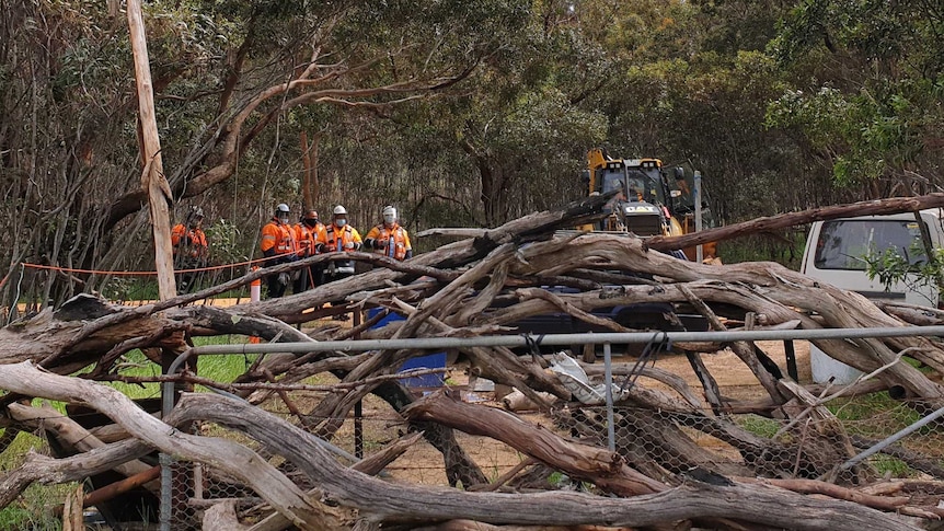 Felled trees in front of a gate, with people wearing high-vis workwear in the background.