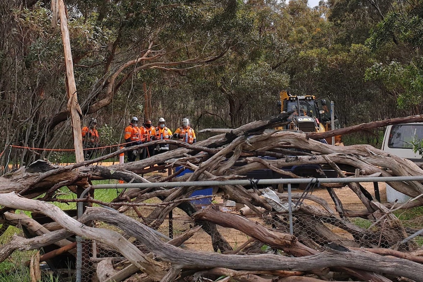 Felled trees in front of a gate, with people wearing high-vis workwear in the background.