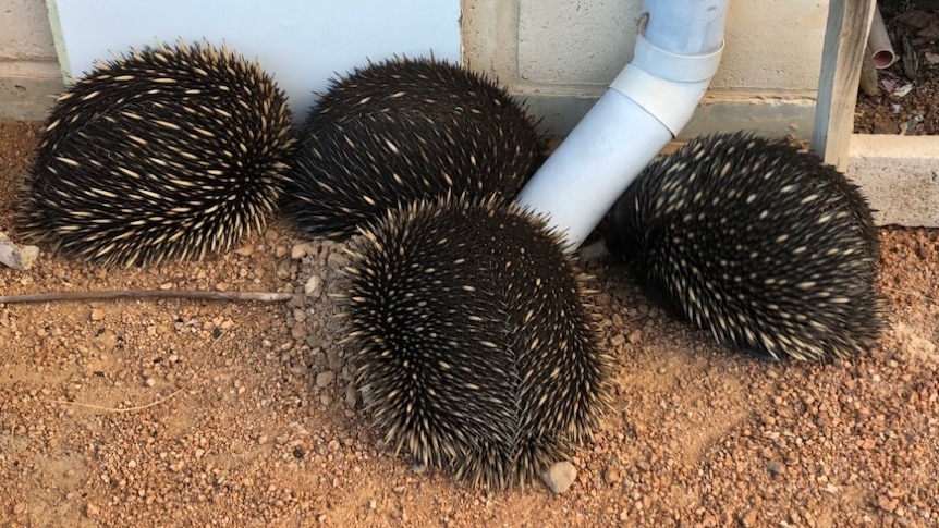 Four echidnas are huddled together