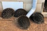 Four echidnas are huddled together