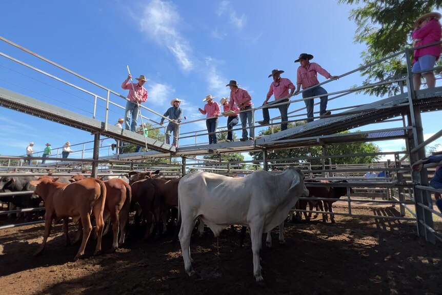 Elders sales reps selling cattle at charters towers saleyards
