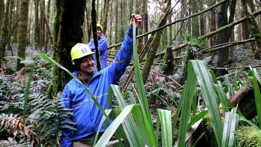 A man in a blue jacket and a yellow hard hat holds up the long, narrow leaf of a plant. It is taller than him.