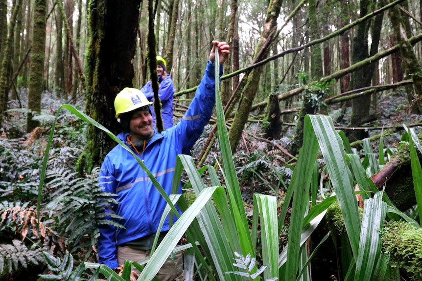 A man in a blue jacket and a yellow hard hat holds up the long, narrow leaf of a plant. It is taller than him.