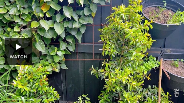 A dark grey painted timber fence with plants in front of it. Has Video.