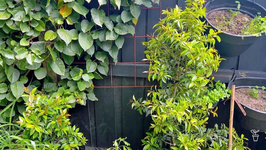  A dark grey painted timber fence with plants in front of it.