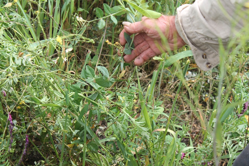 A hand is pictured holding on to multi-species plants.