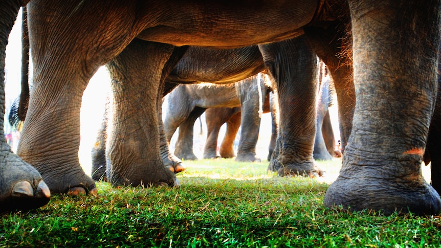 the legs and feet of a herd of elephants