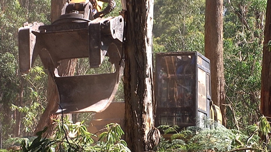A harvesting machine operating in a south east NSW State Forest