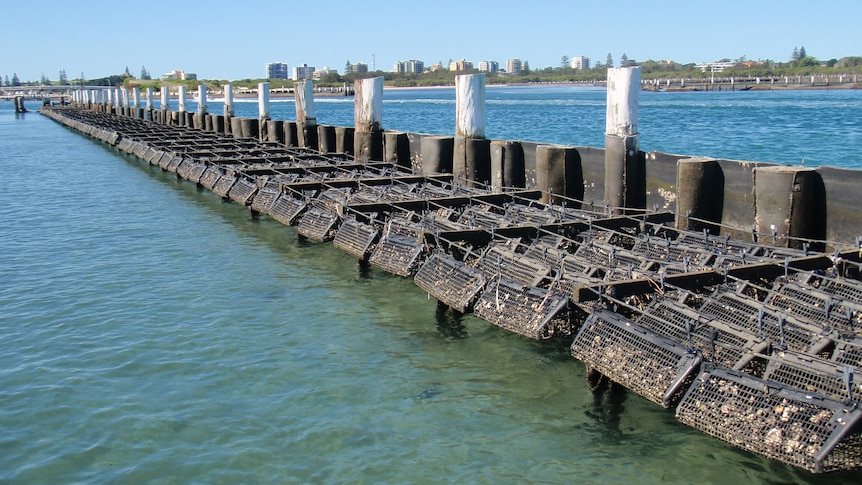 Oyster baskets in clear blue water