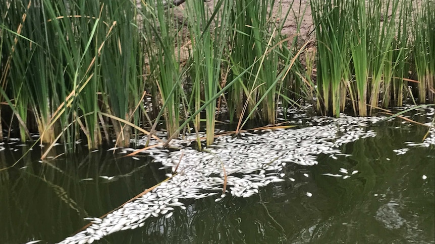 More dead fish at Menindee