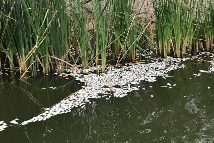 More dead fish at Menindee