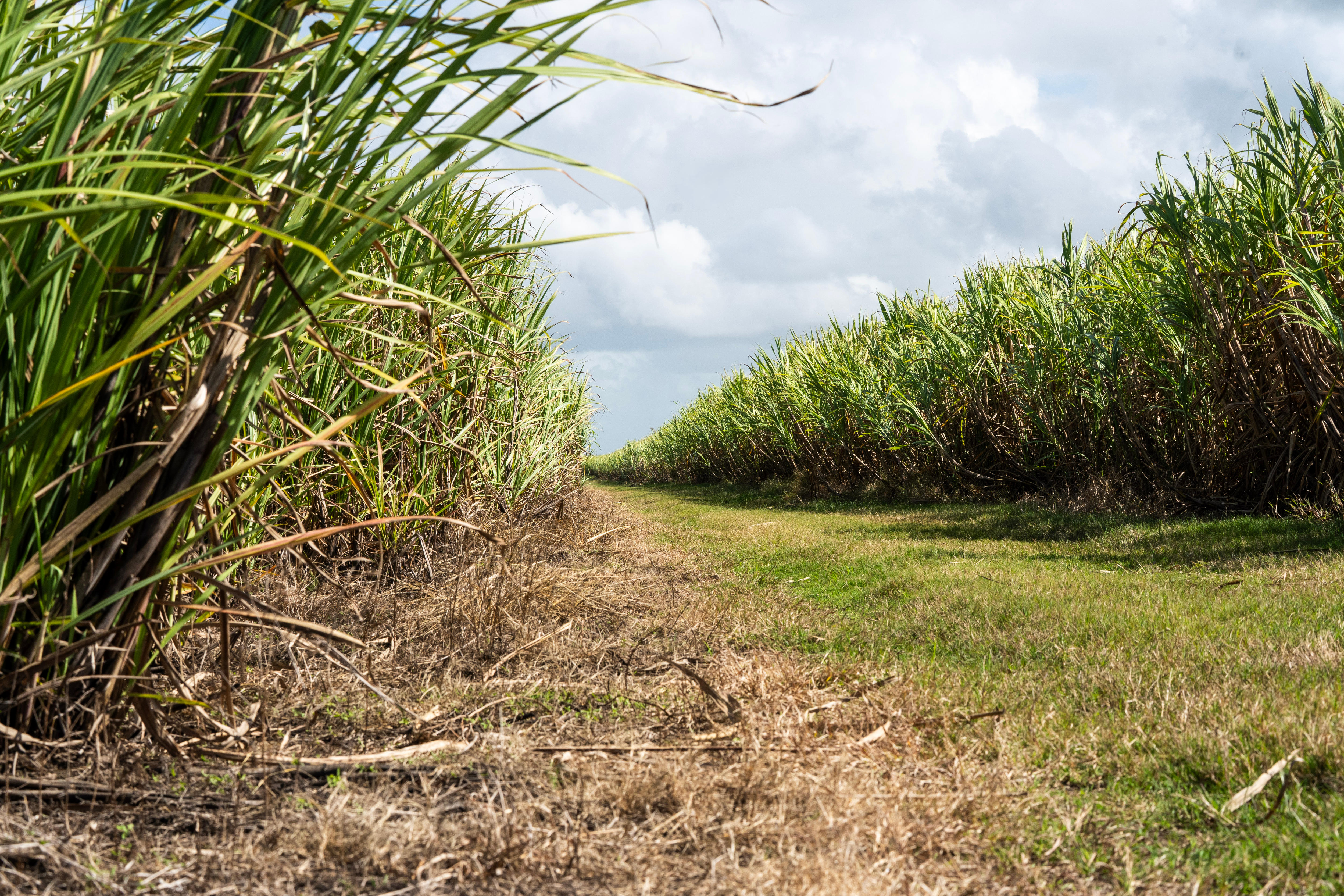 Rows of sugarcane.