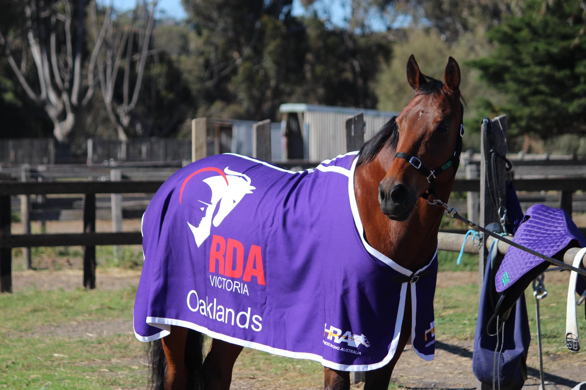 A photo of a horse with a jumper that says: RDA Victoria Oaklands
