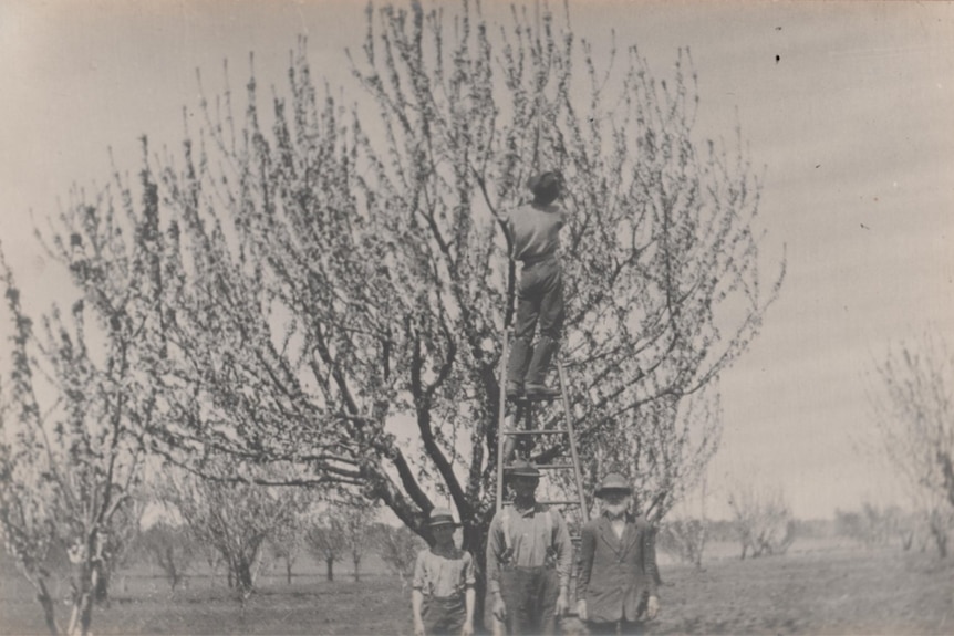 A black and white photo of a man on a ladder picking fruit from a tree.