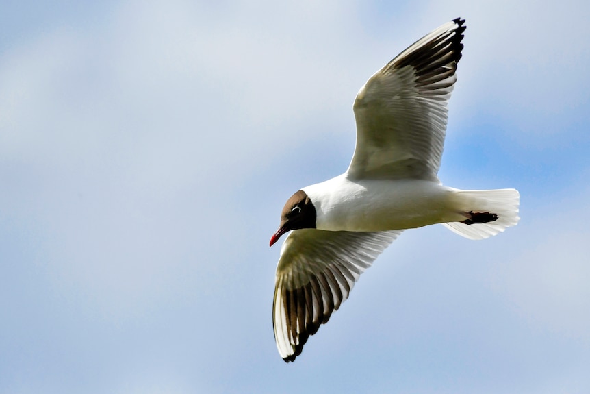 Gull (Chroicocephalus Ridibundus) flying