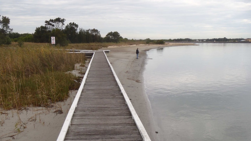 Calm scene of coastal grasses, boardwalk and man on sand by smooth water at Lake Illawarra, NSW
