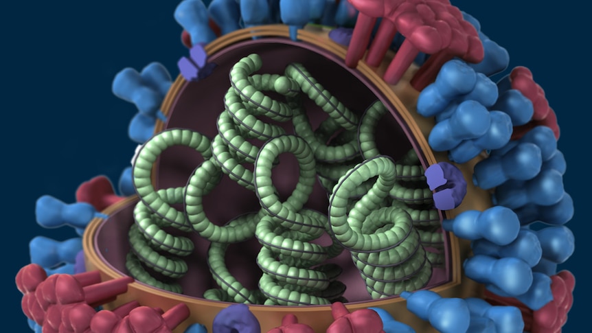 A diagram of the influenza virus