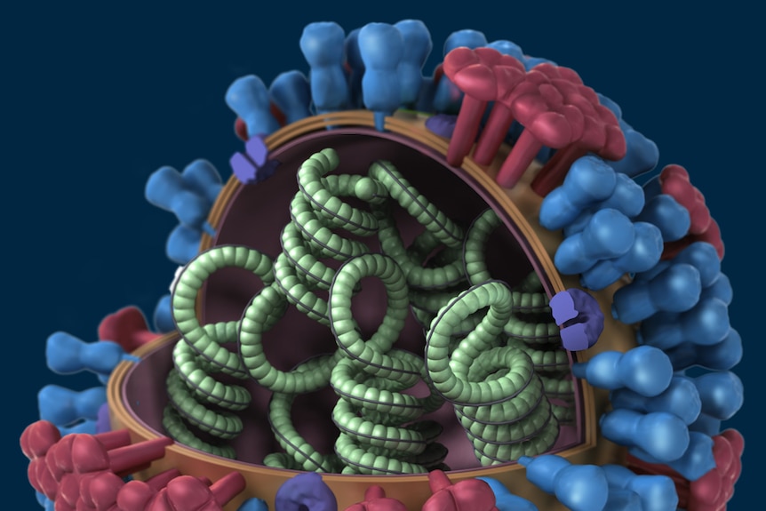 A diagram of the influenza virus