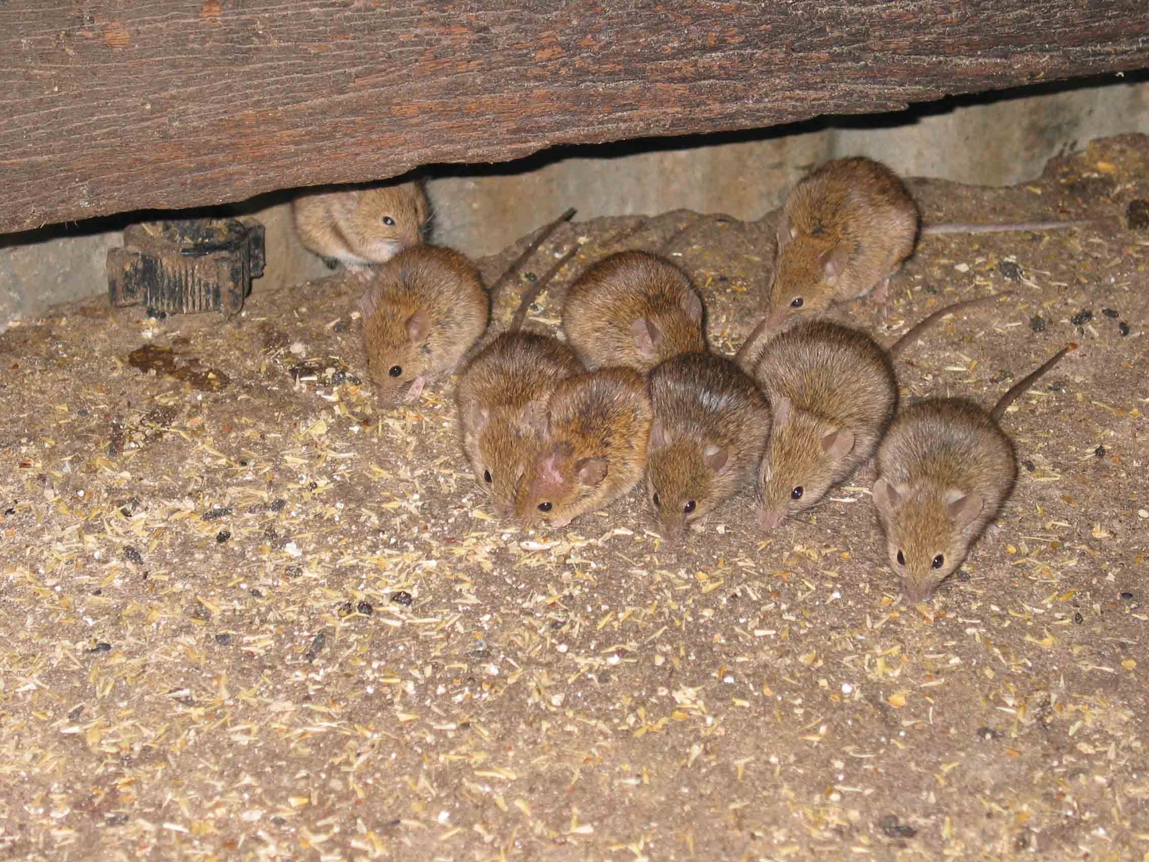 Girl Eating Live Mouse