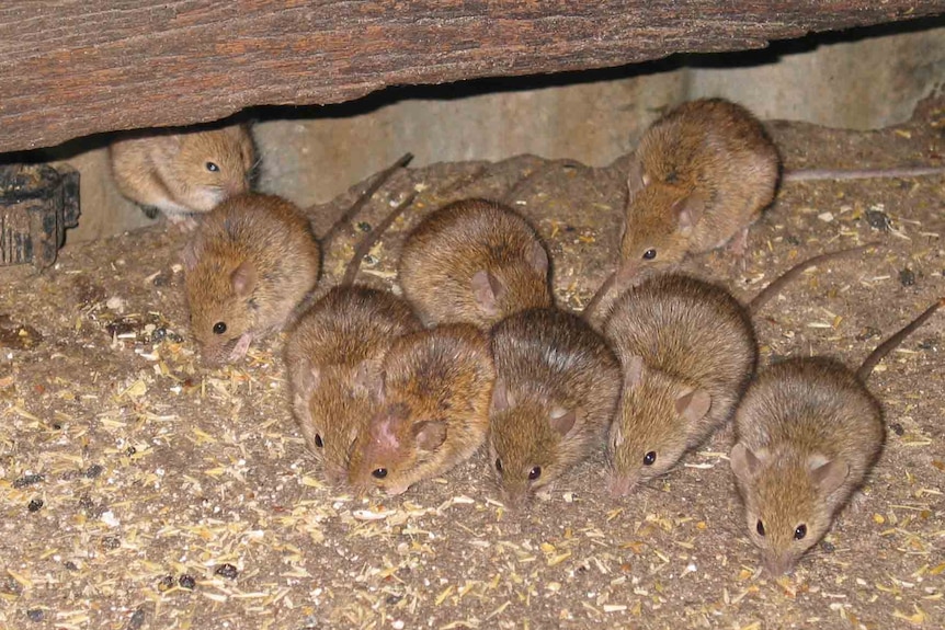 A lot of mice piled on top of each other