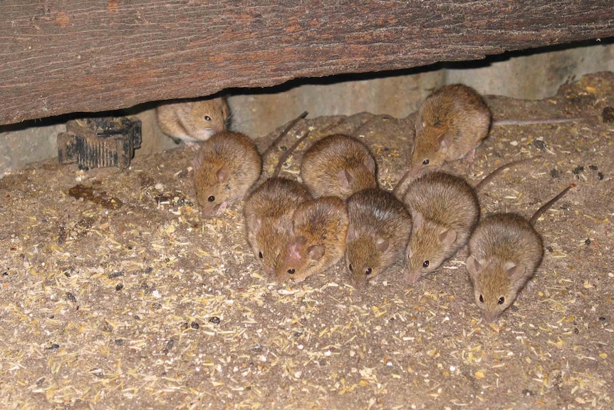 Mice gathered on the floor of a barn.