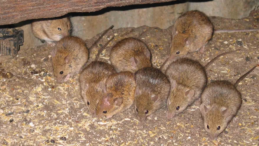 A lot of mice piled on top of each other