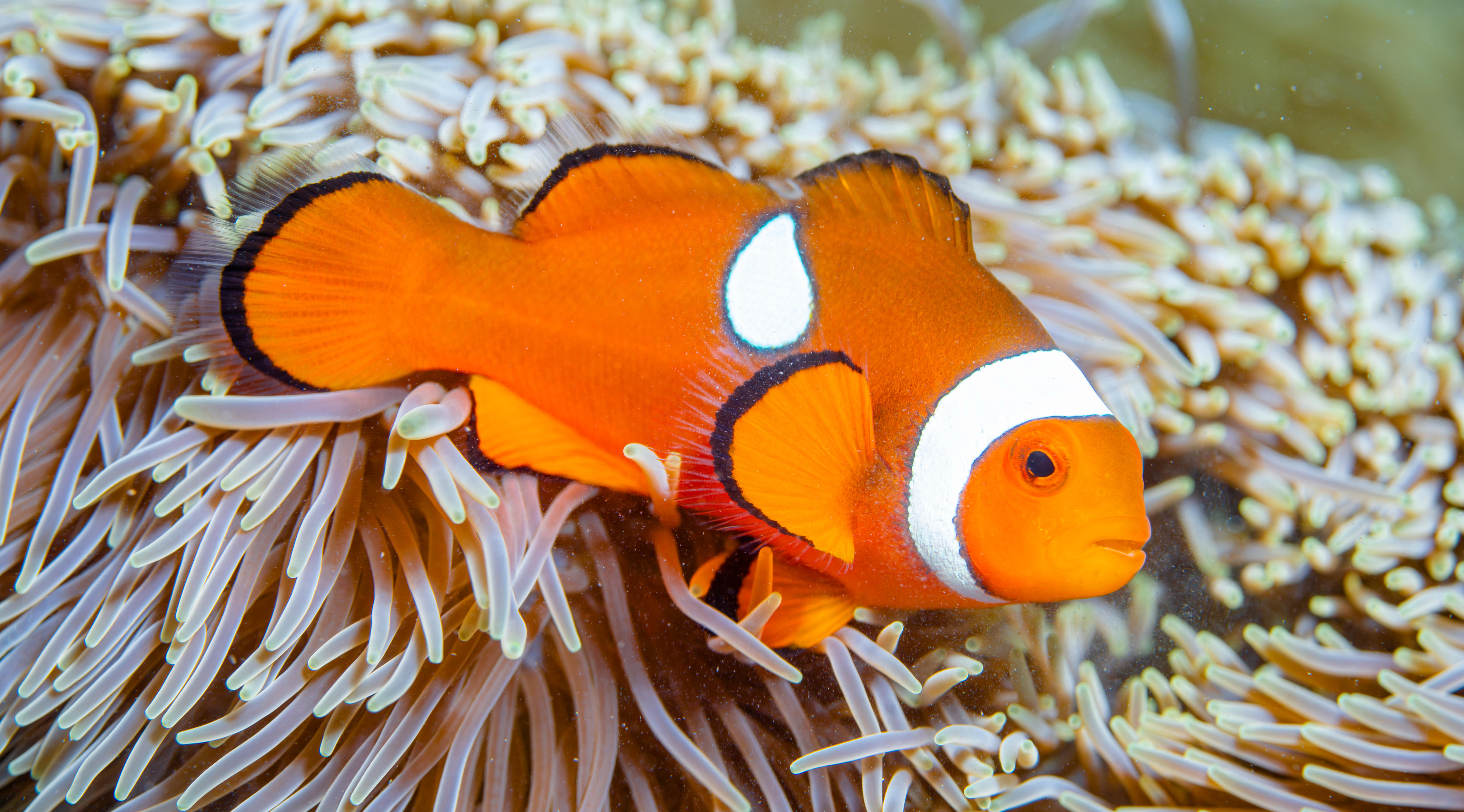 When 'Island Nemo' went missing, locals suspected foul play