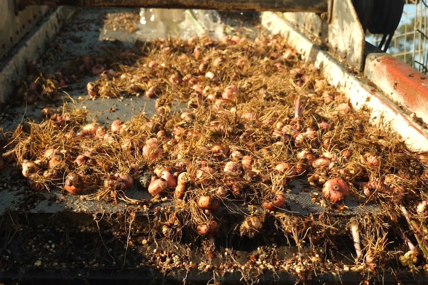 Dozens of flower corms with roots attached are being washed on a conveyor belt 