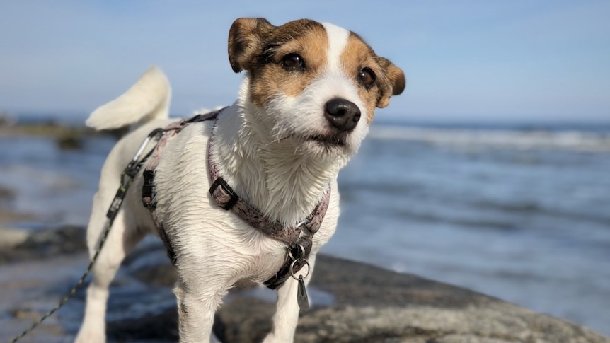 A brown and white terrier wearing a harness walking on smooth rocks, the sea in the background.