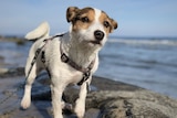 A brown and white terrier wearing a harness walking on smooth rocks, the sea in the background.