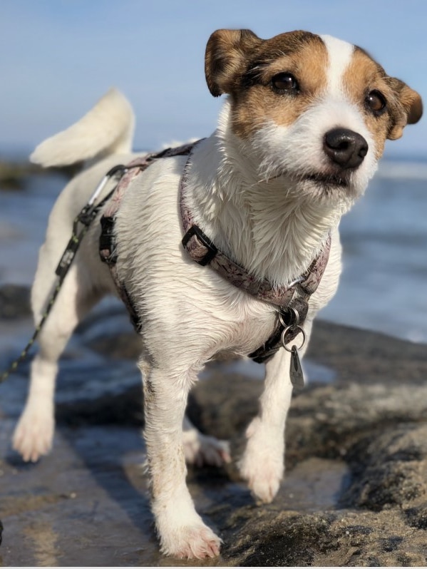 A brown and white terrier wearing a harness walking on smooth rocks, the sea in the background.