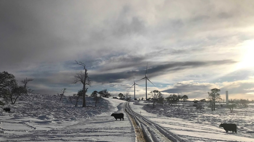 Cattle near wind farm after snow fall.