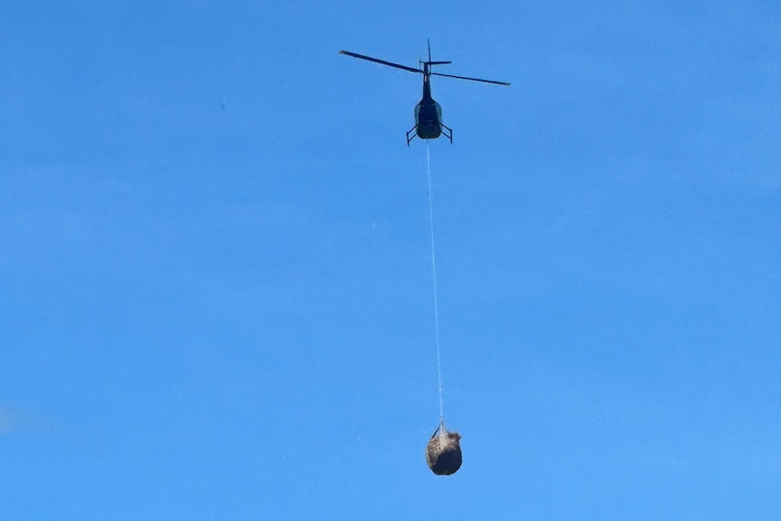A helicopter in a blue sky drops feed.