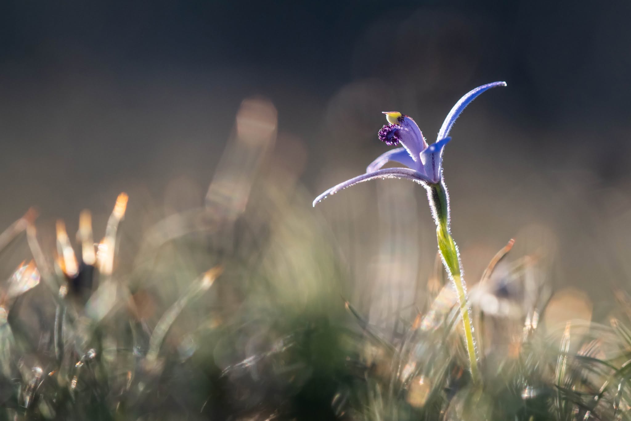 'A pot of gold' as small orchids delight avid hunters