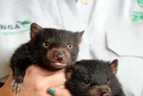 Hopes the Hunter's Devil Ark sanctuary will produce up to 40 Tasmanian Devil joeys this breeding season.