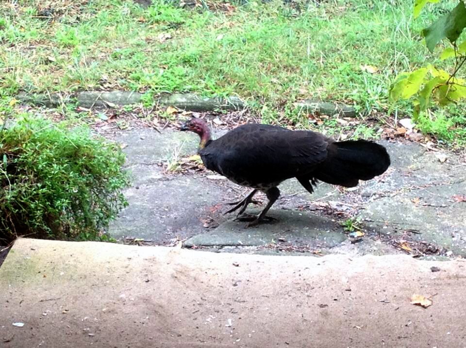 Brush turkeys invading suburban Sydney backyards ABC News