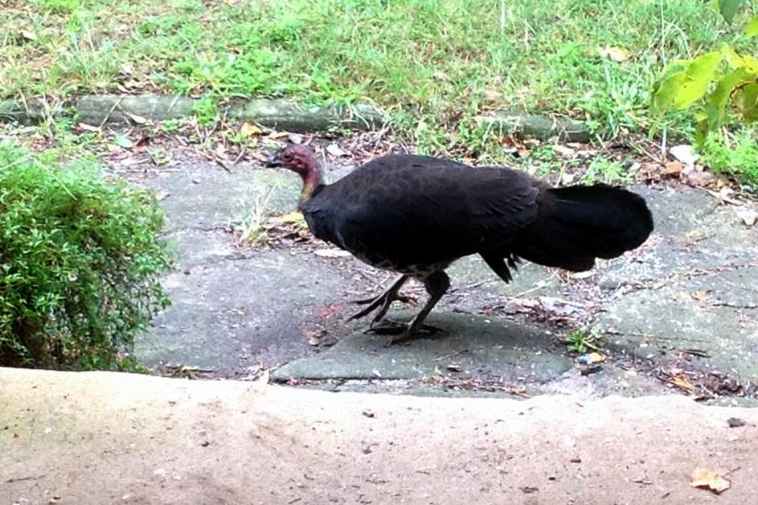 Brush turkey in Neutral Bay