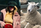 A composite image of a generic photo of a woman in a pink, fake fur, coat, and a sheep looking at the camera.