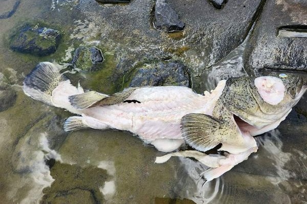 A fish frame on a rock.