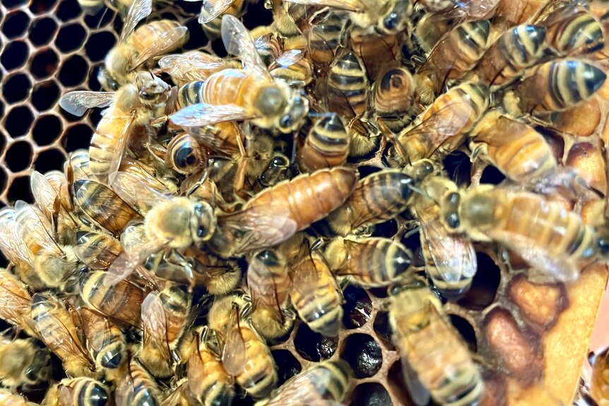 A Queen bee with a long body surrounded by worker bees.