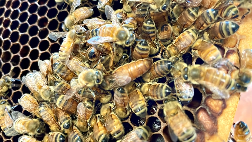 A Queen bee with a long body surrounded by worker bees.