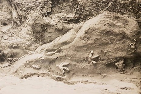 Three toed dinosaur footprints in the wall of a cave